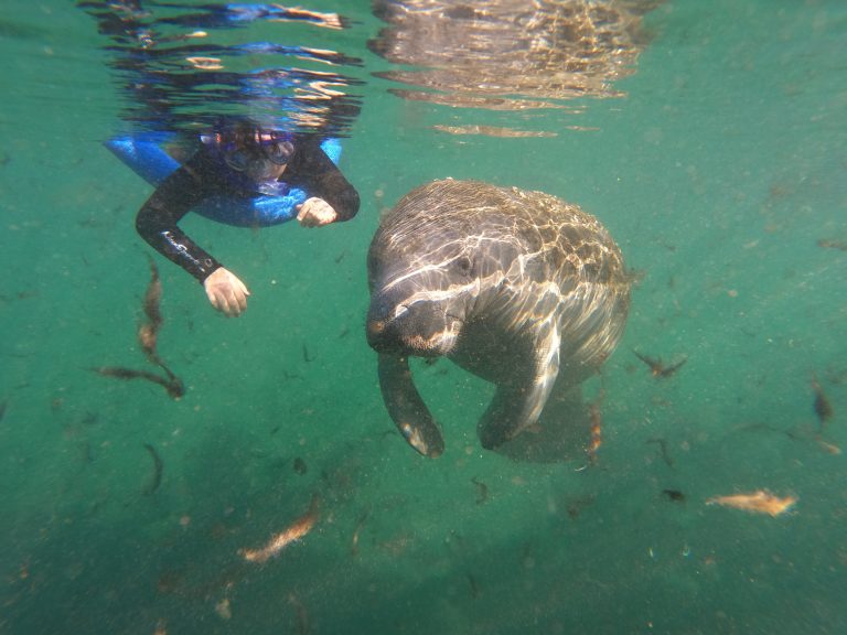 Boy snorkeling with manatee