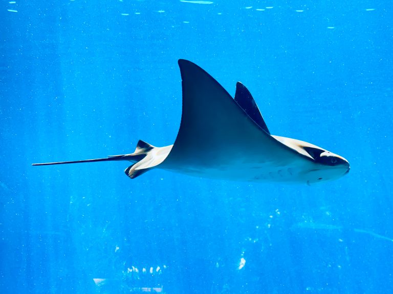 Manta Ray gliding through the water with wings lifted | Photo by Wang John on Unsplash