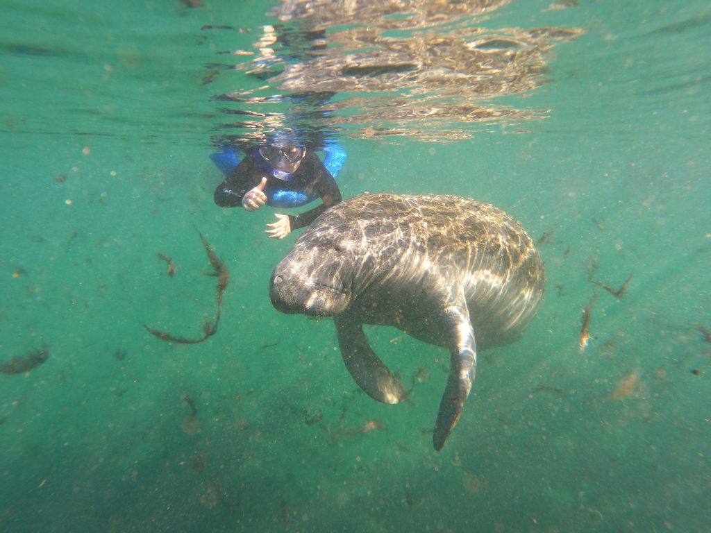 Snorkeler with a mask on in the water next to a manatee