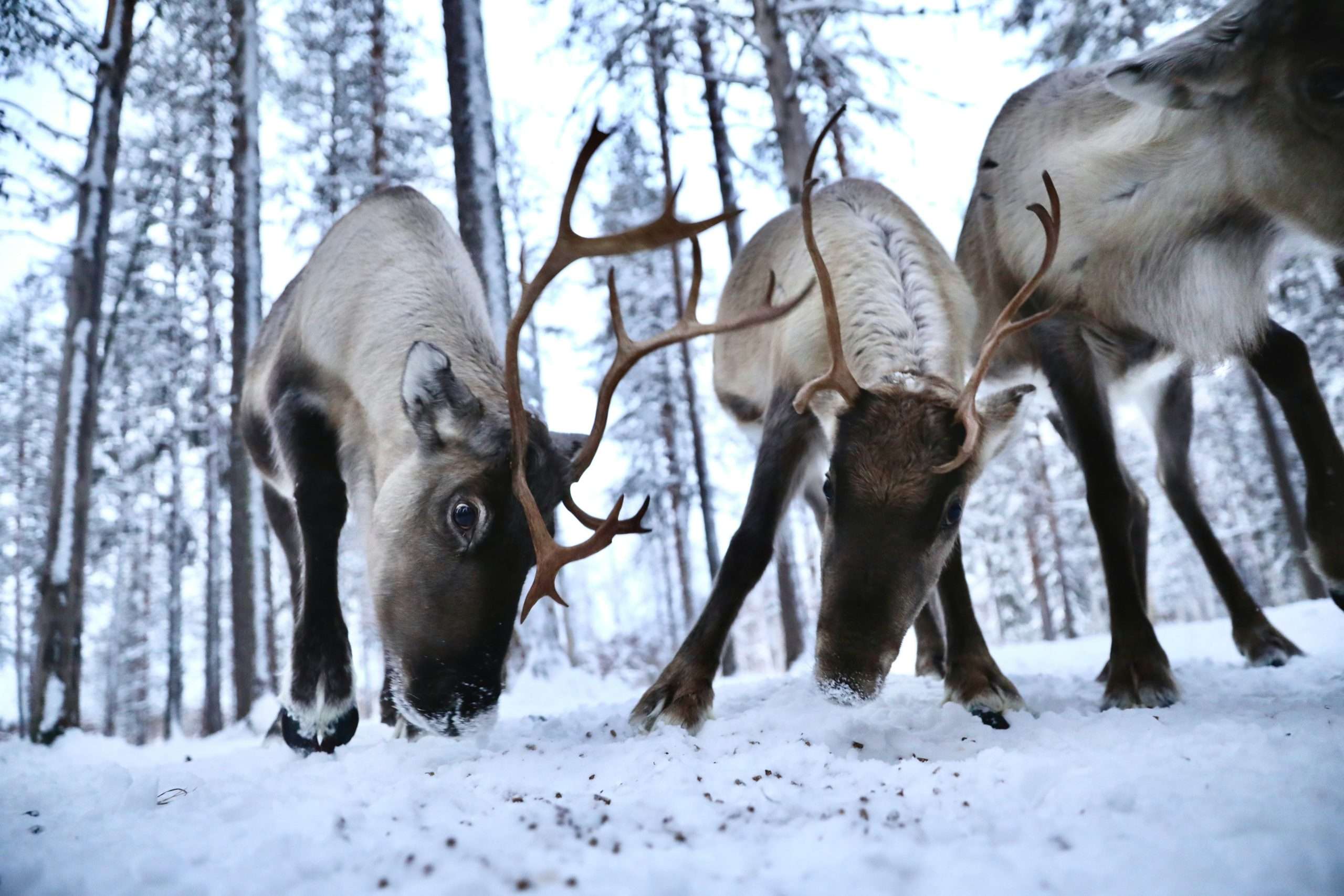 Reindeer eating in a snowy forest | Photo by Dylan Shaw on Unsplash