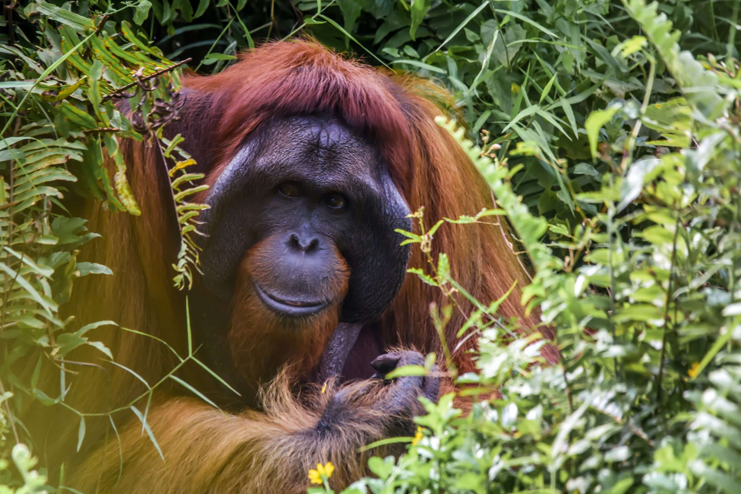 Giant orangutan seated in the jungle floor | Photo by Simone Millward on Unsplash