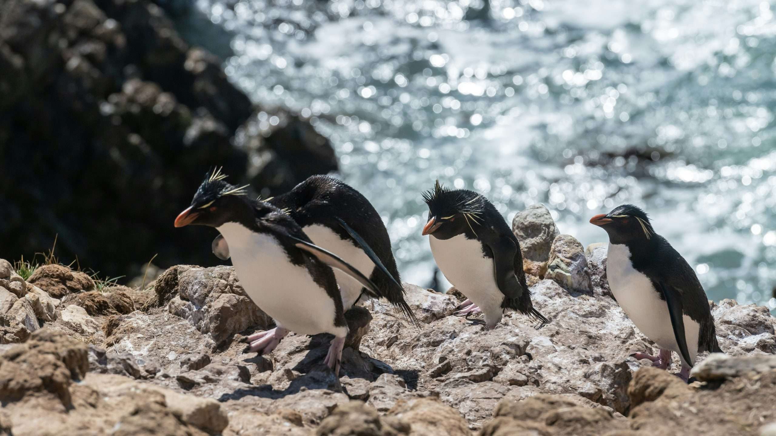 Photo by <a href="https://unsplash.com/@mudmanuk?utm_content=creditCopyText&utm_medium=referral&utm_source=unsplash">Paul Carroll</a> on <a href="https://unsplash.com/photos/a-group-of-penguins-standing-on-top-of-a-rocky-beach-KMLTYWDi0GA?utm_content=creditCopyText&utm_medium=referral&utm_source=unsplash">Unsplash</a>
      