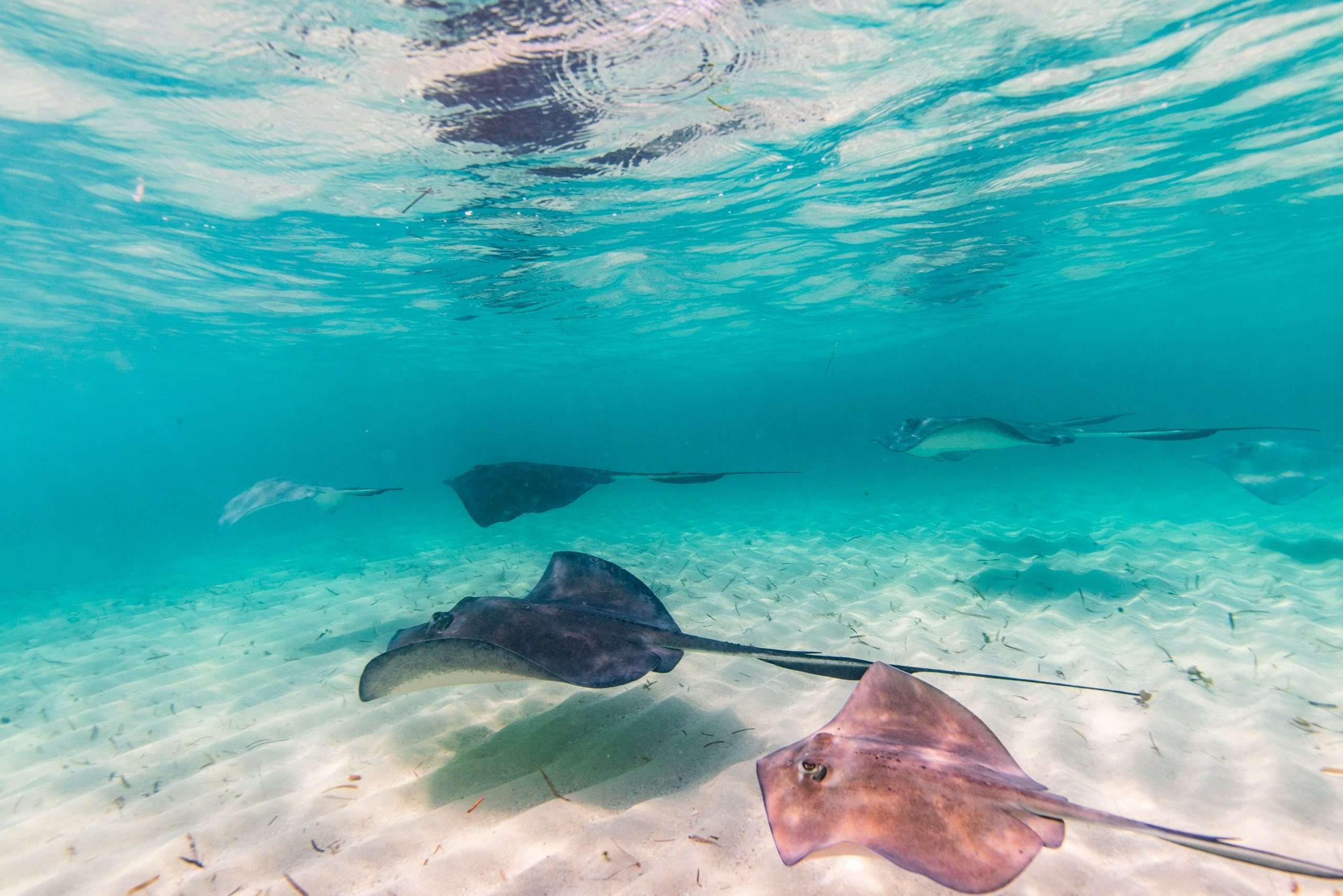 Photo by <a href="https://unsplash.com/@nacio1966?utm_content=creditCopyText&utm_medium=referral&utm_source=unsplash">Ricky Beron</a> on <a href="https://unsplash.com/photos/a-couple-of-stingfish-swimming-in-the-ocean-BLD26XXKIT0?utm_content=creditCopyText&utm_medium=referral&utm_source=unsplash">Unsplash</a>
      