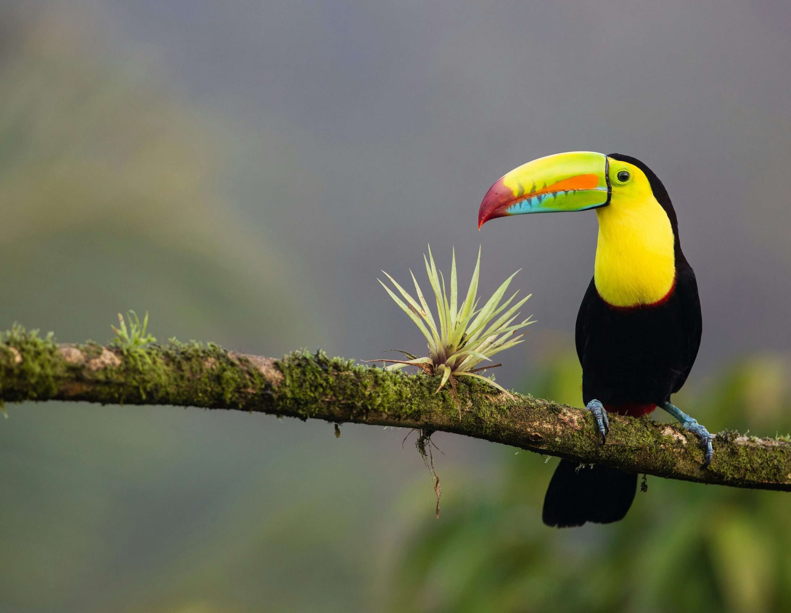 Photo by <a href="https://unsplash.com/@zmachacek?utm_content=creditCopyText&utm_medium=referral&utm_source=unsplash">Zdeněk Macháček</a> on <a href="https://unsplash.com/photos/black-and-yellow-bird-standing-on-tree-branch-XUFMiGkv-60?utm_content=creditCopyText&utm_medium=referral&utm_source=unsplash">Unsplash</a>
      