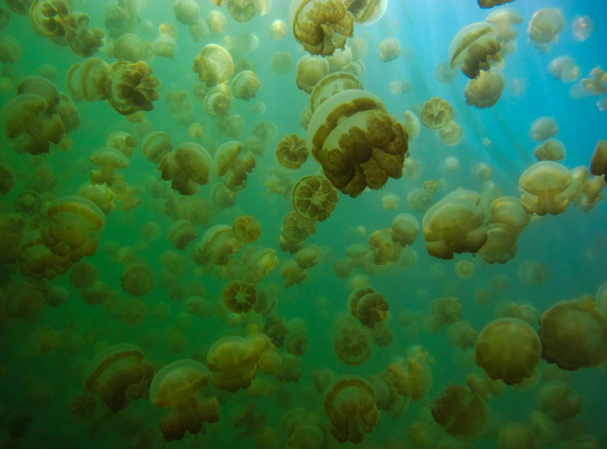 Thousands of jellyfish floating in green water | Photo by Sean Robertson on Unsplash