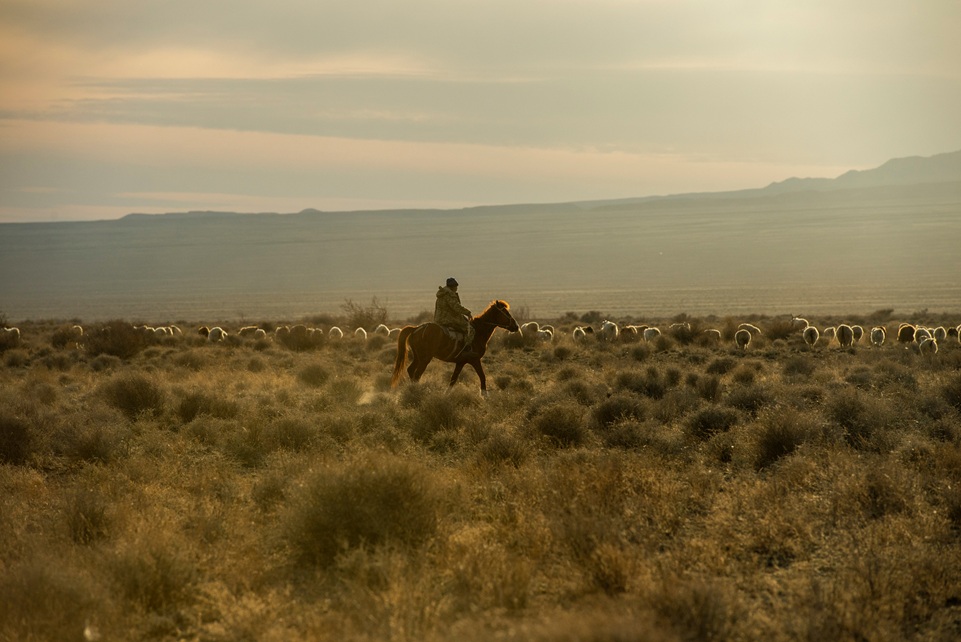 A Kazakh herder rides a horse across the golden steppe at sunset, guiding a distant flock of sheep through the vast open plains of Kazakhstan.