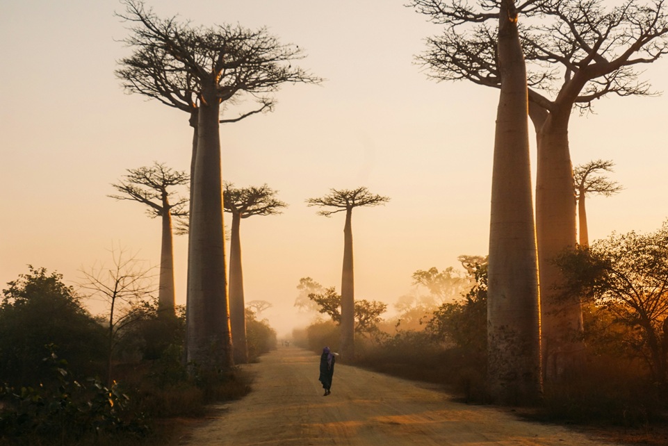 Woman walking along the Avenue of the Baobabs in Madagascar at sunrise, surrounded by towering baobab trees and golden morning light.