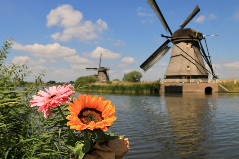 Colorful flowers in the foreground with traditional Dutch windmills reflected in a calm canal at Kinderdijk, Netherlands, under a bright blue sky with scattered clouds.