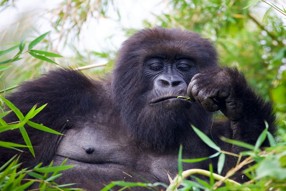 Mountain gorilla resting and eating bamboo in the lush green forests of Volcanoes National Park, Rwanda, highlighting the country’s famous gorilla trekking experience.