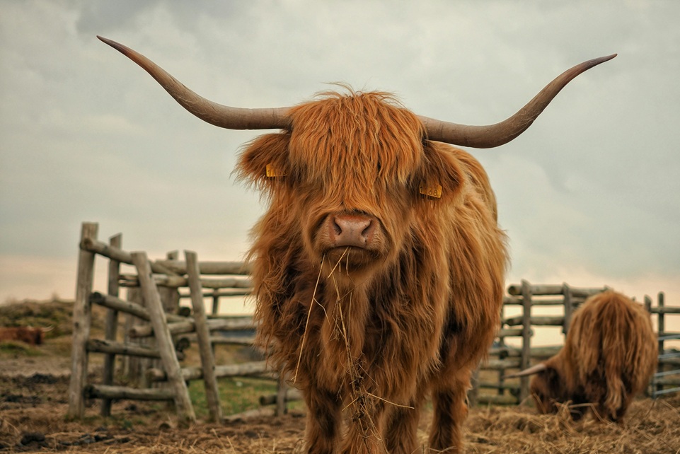 Highland cow with long horns and shaggy reddish-brown fur standing in a rustic wooden pen in the Scottish countryside.