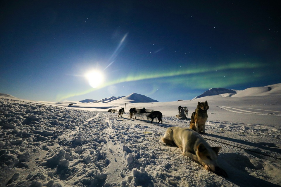 Sled dogs resting on a snowy landscape in Svalbard under the northern lights, with mountains and a bright moon illuminating the Arctic night sky.