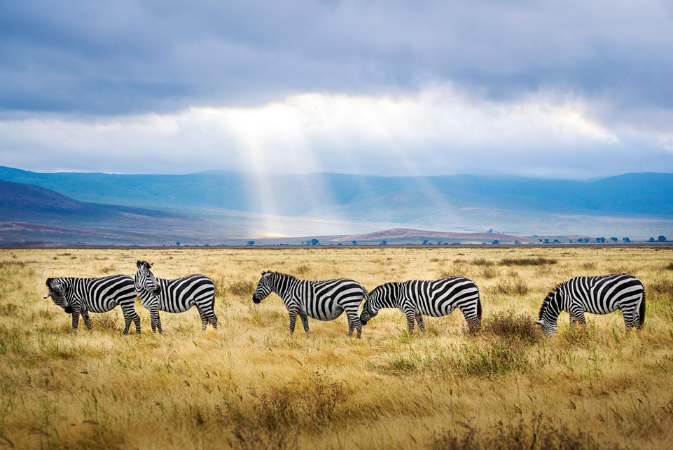 Herd of zebras grazing on the golden plains of Tanzania’s Ngorongoro Crater under dramatic skies with sunbeams breaking through the clouds.