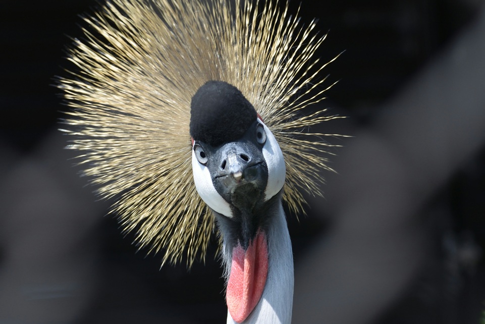 Close-up of a grey crowned crane, Uganda’s national bird, with its golden crest feathers fanned out against a dark background.