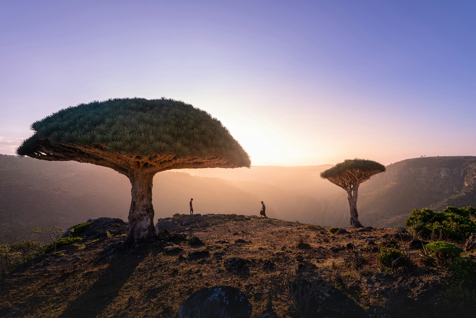 Two people stand beneath Dragon Blood Trees on Socotra Island, Yemen, as the sun sets over rugged cliffs and a hazy, otherworldly landscape.