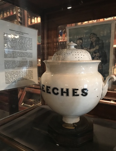 Old fashioned white porcelain jar that says "leeches" in glass display case at the Pharmacy Museum in New Orleans