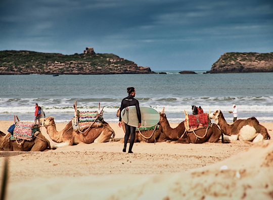 Surfer standing beside camels on the beach in Essaouira, Morocco, with the Atlantic Ocean in the background.